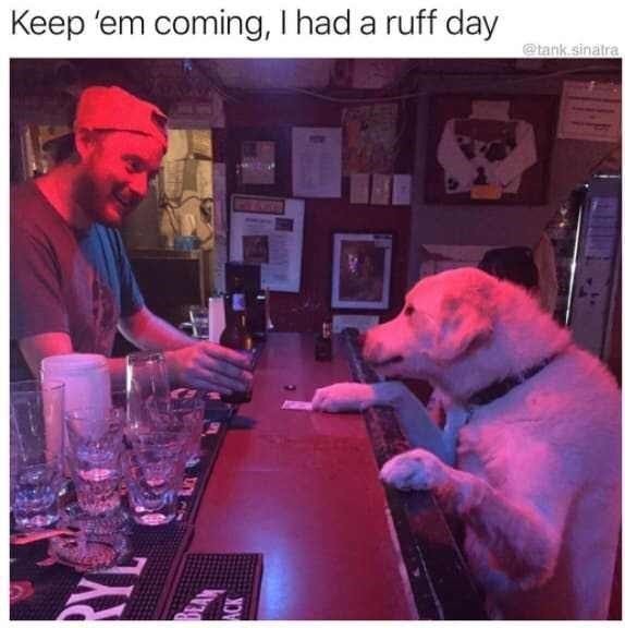 What was doggo’s ruff day – meme