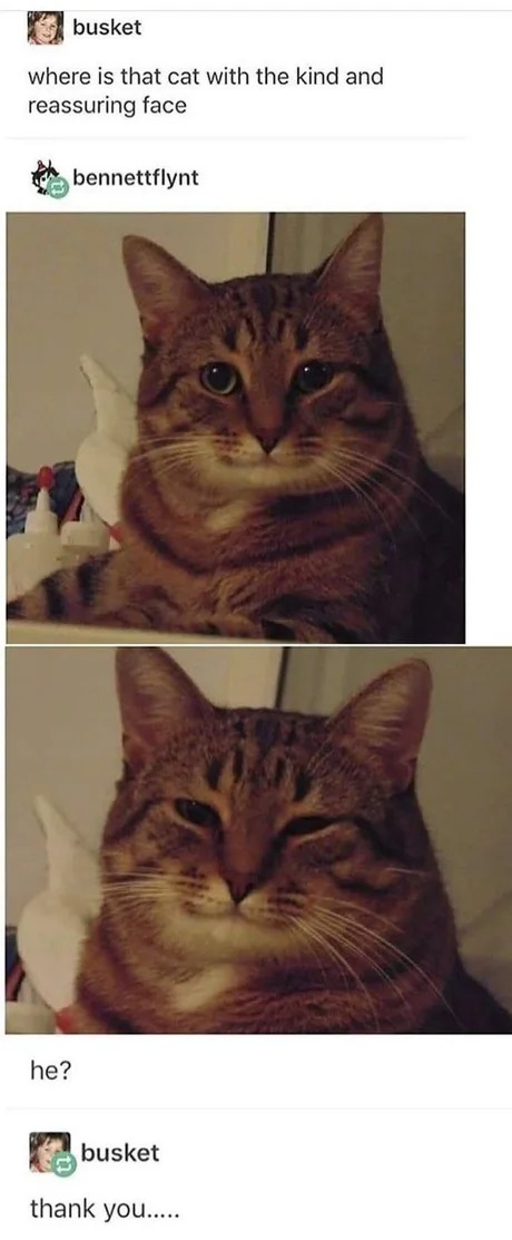 cat with the kind and reassuring face – meme