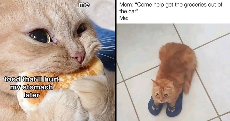 Funniest Cat Memes for Feline Fanatics (September 18, 2024)