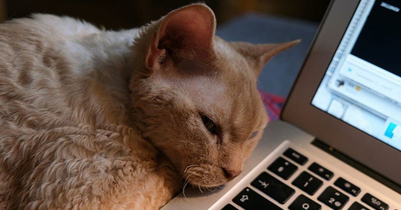 22-year-old cat owner refuses to pay $800 for a new laptop screen for her roommate after her cat bit the screen and broke it: ‘My roommate says it is not her fault because she told me her cat likes devices’