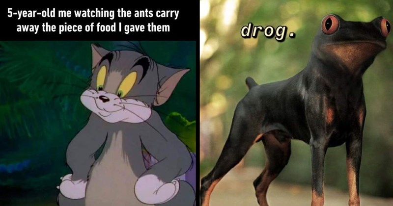 The Best Animal Memes of the Week (September 28, 2024)