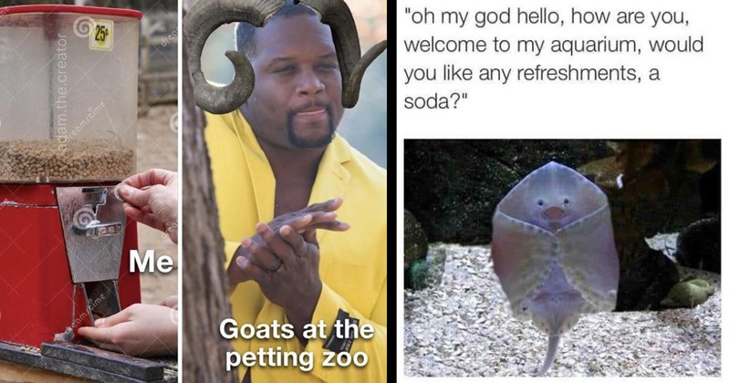 The Funniest Animal Memes of the Week (August 31, 2024)