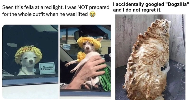 25+ Darling Dog Memes for Canine Enthusiasts (September 19, 2024)