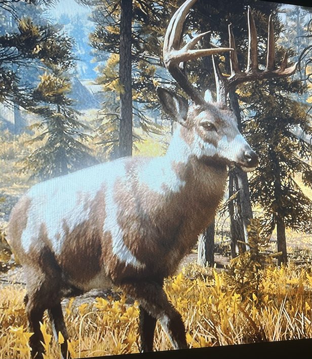 No meme just a nice Buck