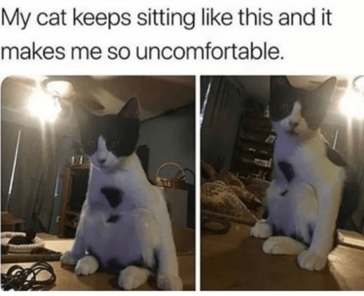 Cat is sitting like a weirdo – meme