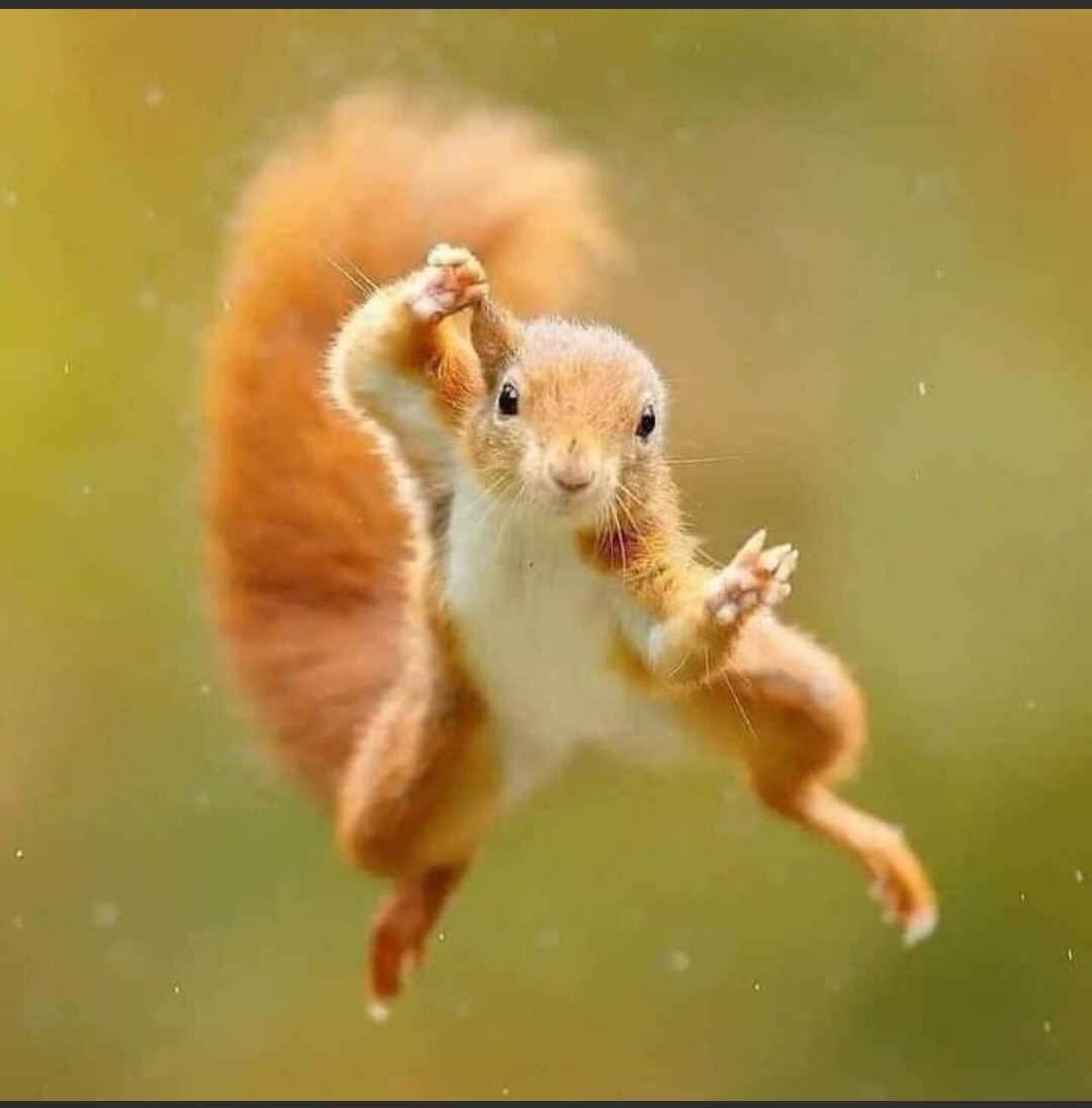 Kung fu squirrel – meme