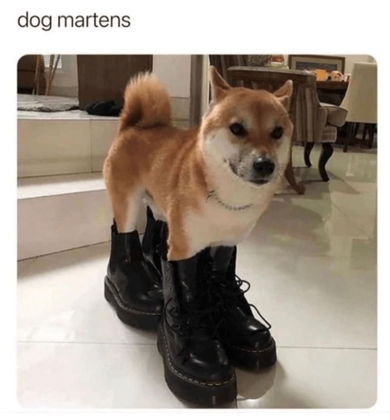 dog martens – meme