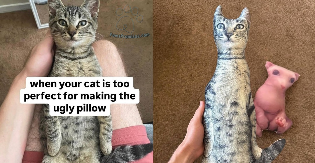 When your cat is too perfect for a pillow – meme