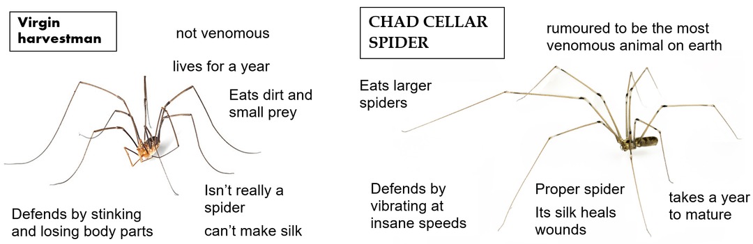 Daddy long legs compared – meme