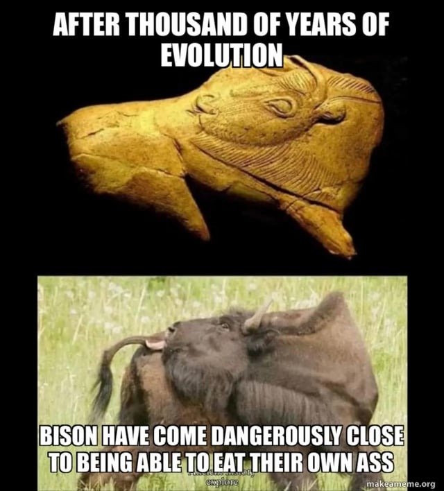 Bison evolution – meme