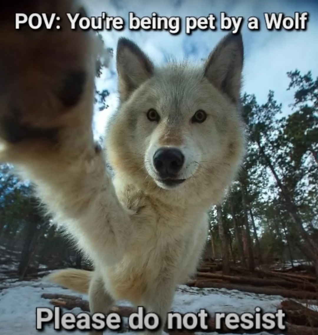 Wolf – meme