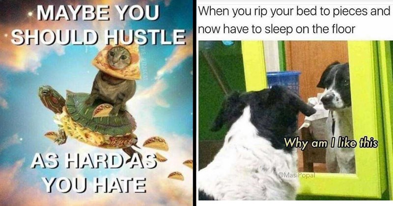 The Best Animal Memes of the Week (October 5, 2024)