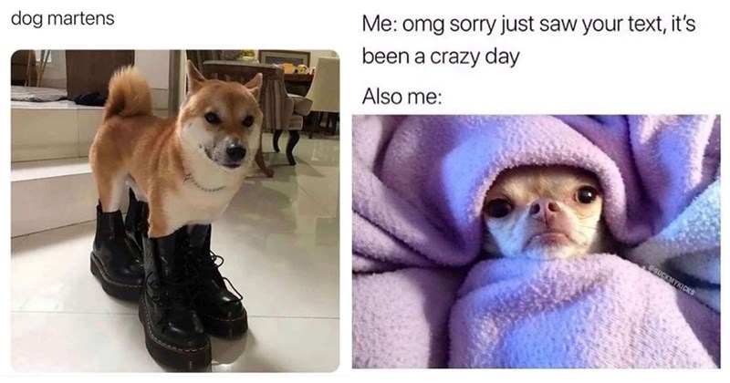 25+ Darling Dog Memes for Canine Enthusiasts (October 24, 2024)