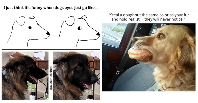 25+ Darling Dog Memes for Canine Enthusiasts (October 10, 2024)