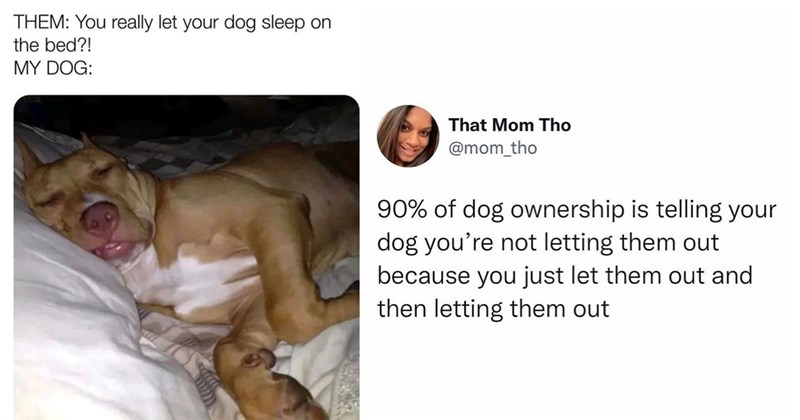 25+ Darling Dog Memes for Canine Enthusiasts (October 17, 2024)