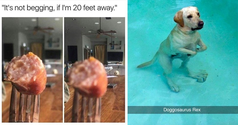 25+ Darling Dog Memes for Canine Enthusiasts (October 3, 2024)