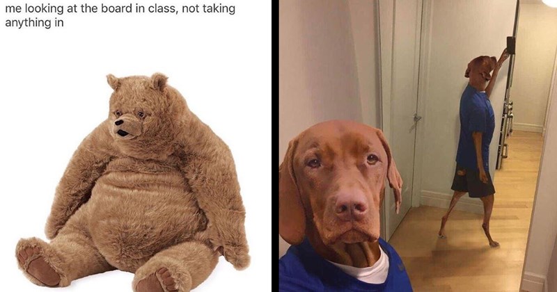 The Best Animal Memes of the Week (October 19, 2024)