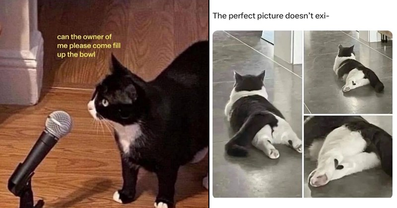 Funniest Cat Memes for Feline Fanatics (October 9, 2024)