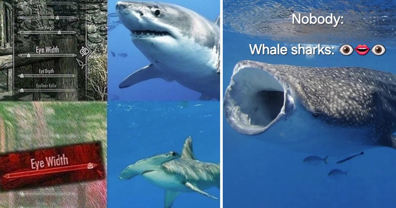 21 Shark Memes That Know a Hammerhead From a Great White