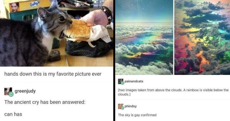 20+ Funniest Tumblr Memes to Enjoy on a Break From Work (November 1, 2024)