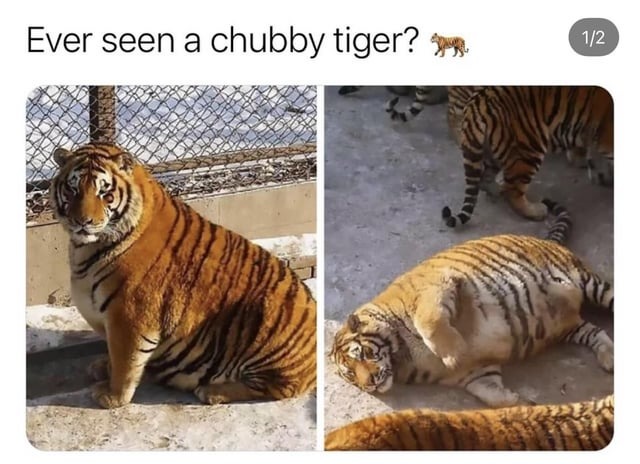 Chonky tiger – meme