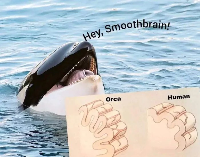 Orca – meme