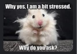 32 Memes For Dulling The Monday Morning Blues