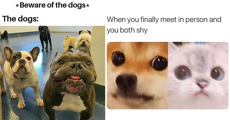 29 Darling Dog Memes for Canine Enthusiasts (November 7, 2024)