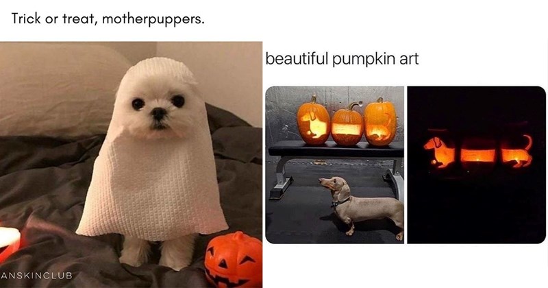 25+ Darling Dog Memes for Canine Enthusiasts: Halloween Edition (October 31, 2024)