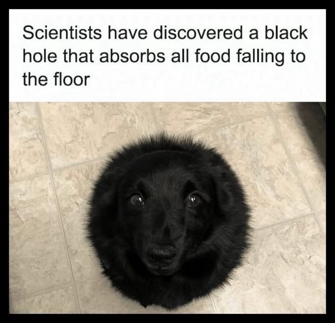 Dogs are always hungry – meme