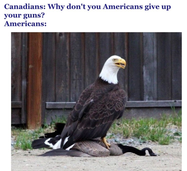 They’ll be flying home soon – meme