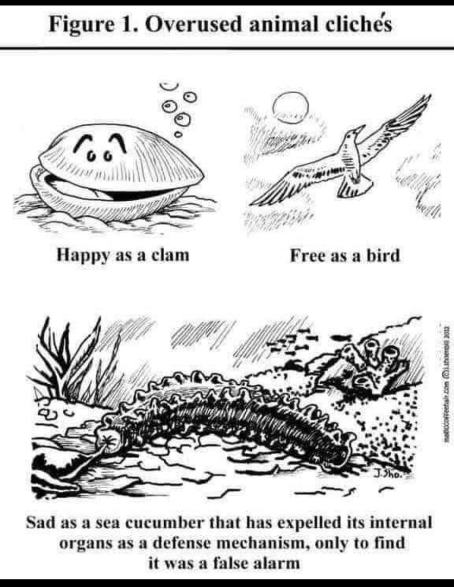 Sad sea cucumber – meme