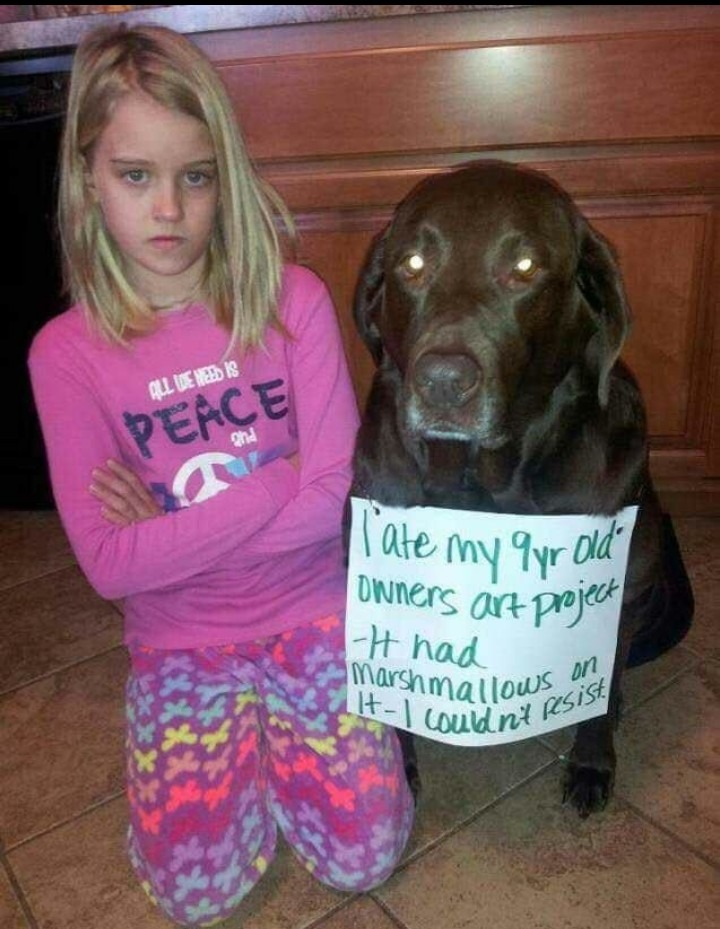 Good dog – meme