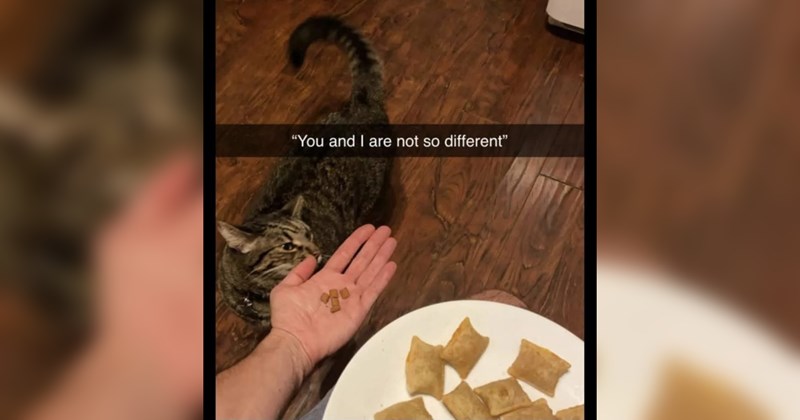 Funniest Cat Memes for Feline Fanatics (January 29, 2025)