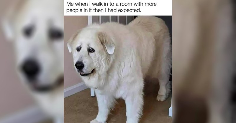 25+ Darling Dog Memes for Canine Enthusiasts (January 23, 2025)