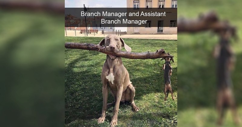25+ Darling Dog Memes for Canine Enthusiasts (January 9, 2025)