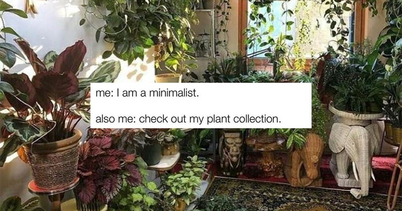 35+ Plant Memes for Folks With Too Many Houseplants