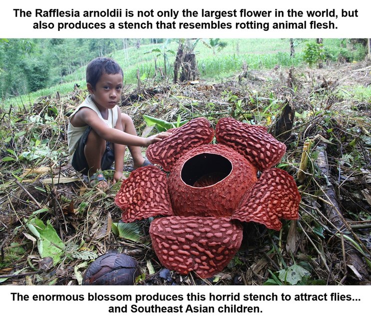 They have a different Stink Weed in the Philippines – meme