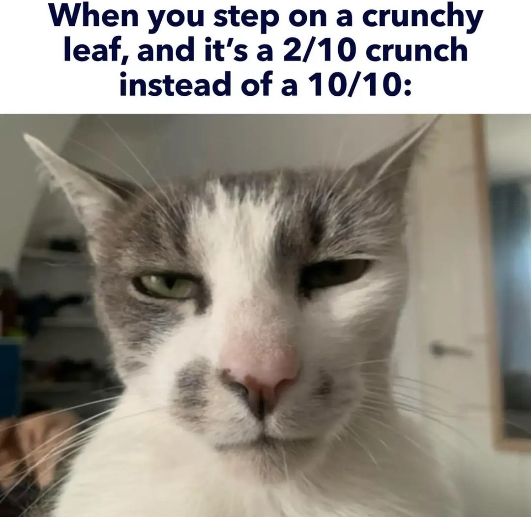 Funniest Cat Memes for Feline Fanatics (February 5, 2025)
