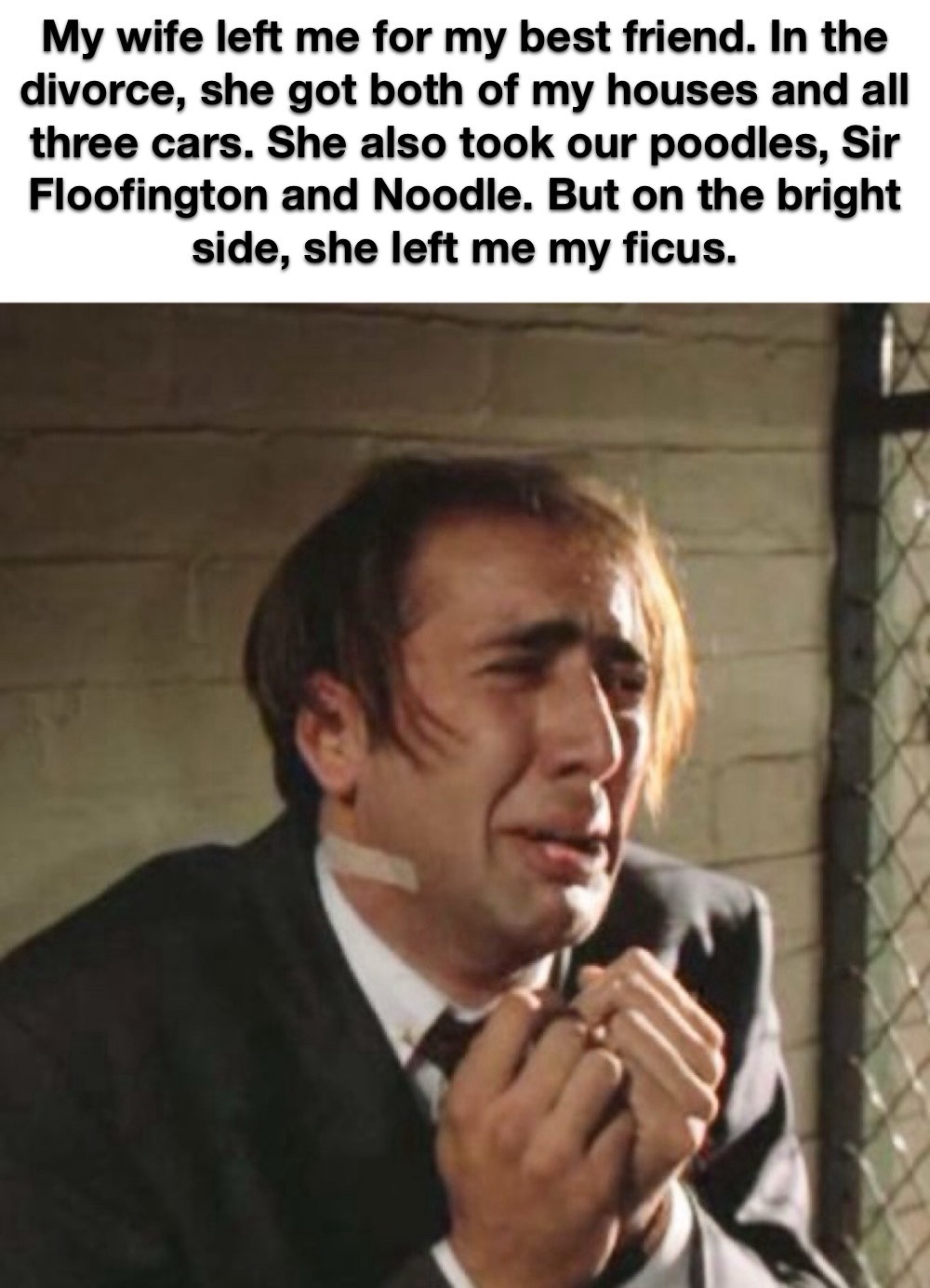 at least i’ve got my ficus – meme