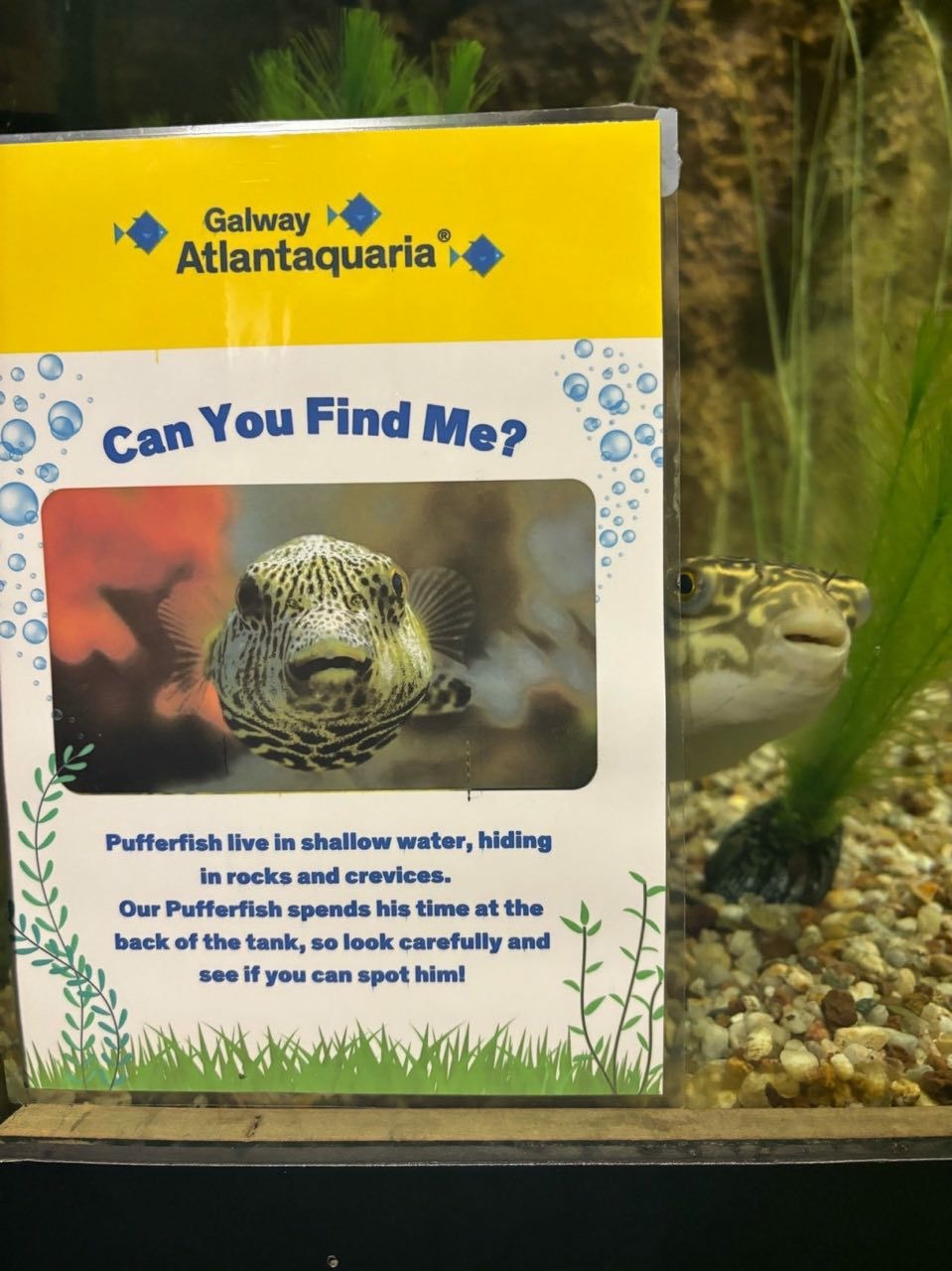 Where, o where could he be? – meme