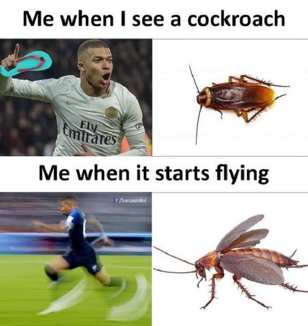 Cockroach action – meme