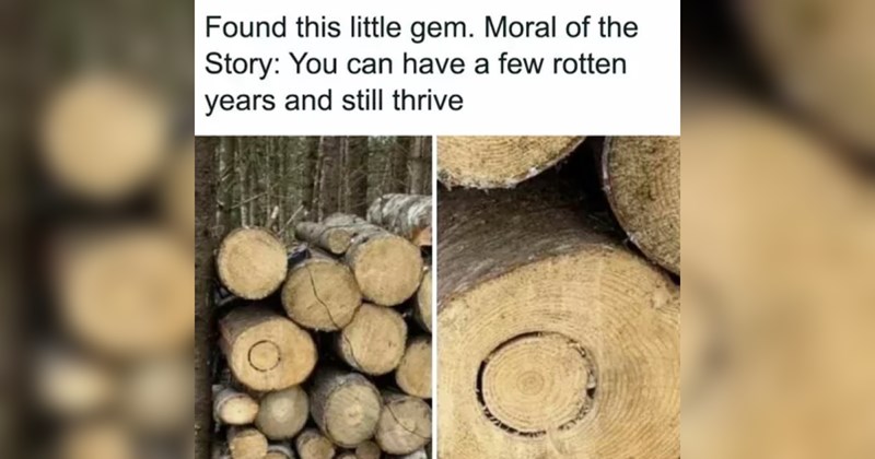 The Best Heartwarmingly Wholesome Memes and Posts of the Week (February 13, 2025)