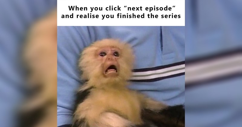 30 Monkey Memes Majoring in Monkey Business