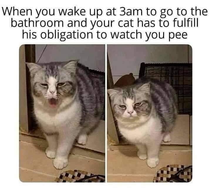 25+ Hungry Memes for When You’re Feeling a Bit Peckish