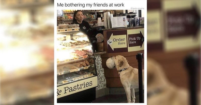 25+ Darling Dog Memes for Canine Enthusiasts (March 6, 2025)